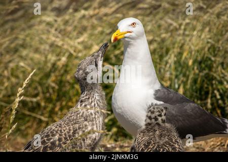 Kleine Schwarzrückenmöwe mit zwei Küken auf einer grasbewachsenen Insel, Inchcolm Stockfoto