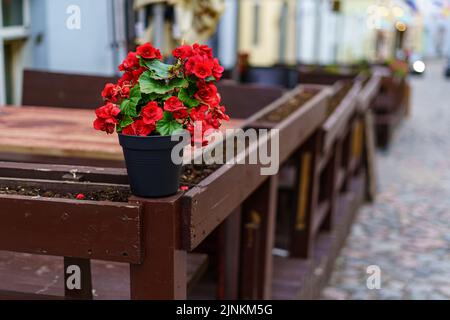 Kleiner Topf mit roten Blumen neben Holzbänken auf einer gepflasterten Straße. Stockfoto