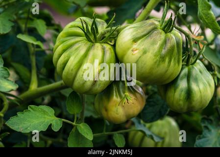 Tomatenpflanzen im Gewächshaus Grüne Tomatenplantage. Bio-Anbau, junge Tomaten Cluster Pflanzen Wachstum im Gewächshaus. Konzept, Poster, Bildschirmschoner, Stockfoto