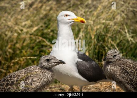 Kleine Schwarzrückenmöwe mit zwei Küken auf einer grasbewachsenen Insel, Inchcolm Stockfoto