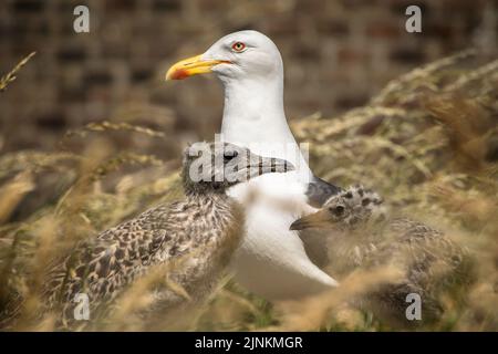 Kleine Schwarzrückenmöwe mit zwei Küken auf einer grasbewachsenen Insel, Inchcolm Stockfoto