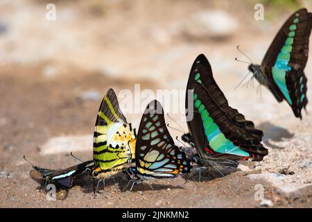 Verschiedene tropische Schwalbenschwanzarten, die Wasser auf nassem Boden trinken: Grüner Dragontail, Fivebar-Schwertschwanz, Äderhäher, Blaues Dreieck. Nordthailand Stockfoto