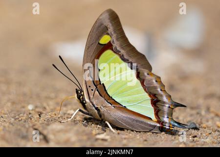 Ein gewöhnlicher Nawab-Schmetterling sammelt etwas Wasser aus dem feuchten Boden Thailands Stockfoto