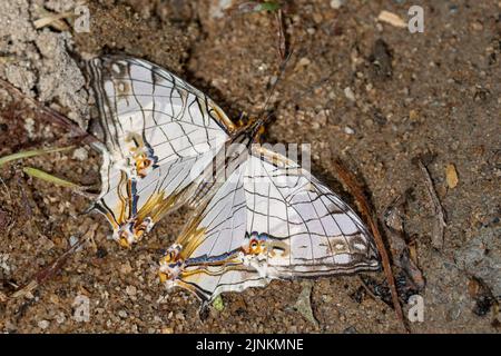 Gemeinsame Karte Schmetterling ( Cyrestis thyodadas) Trinkwasser auf nassem Boden, Thailand Stockfoto