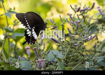 Ein gewöhnlicher Mormonen-Schmetterling (Papilio Polytes), der Pollen von Wildblumen sammelt, Thailand Stockfoto