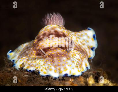 Eine bunte chromodoris Nacktschnecke Schnecke kriecht über den Sand unten in der Nacht auf der Suche nach Nahrung. Stockfoto