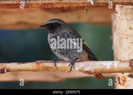 Männer, schwarz rotstart, Kerl, Jungs, männlich, Schwarze Rotstarts Stockfoto