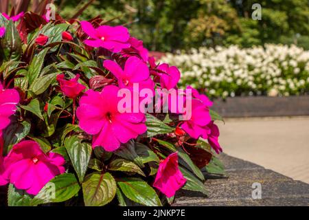 Moderne Gestaltung städtischer Gartenanlagen. Blumengarten in hohen Blumenbeet mit Backstein Grenze in der Nähe Fußgängerweg in der Stadt an sonnigen Tag Stockfoto