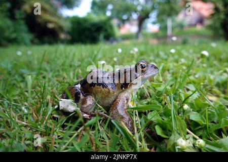 Gewöhnlicher Frosch, rana temporaria, gewöhnliche Frösche Stockfoto