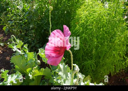 Burgunder Mohn auf grünem Kochia-Hintergrund. Blühende Pflanze im Garten. Stockfoto