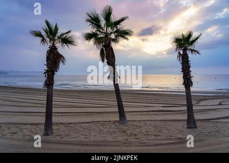 Palmen am goldenen Sandstrand bei Sonnenuntergang an einem Sommertag. Stockfoto