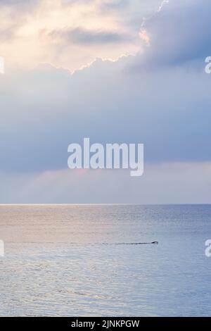 Person, die an einem ruhigen Tag bei Sonnenuntergang mitten im Meer schwimmt. Stockfoto
