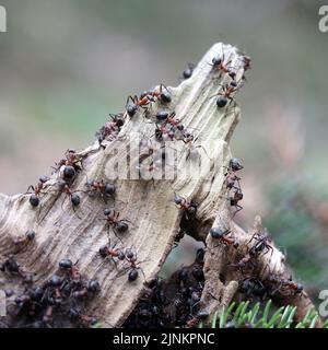 Rote Holzameisen, Formica Rufa, rote Holzameisen Stockfoto