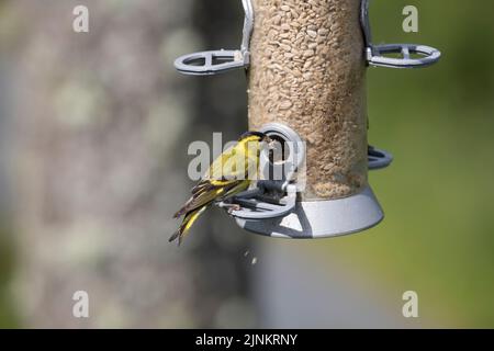 Single Siskin auf Vogelfutterhäuschen Bwlch Nant yr Arian; Visitor Centre West Wales Großbritannien Stockfoto