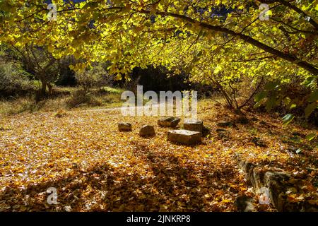 Wald bedeckt mit Blättern unter den Ästen der Bäume an einem schönen Herbsttag. Stockfoto