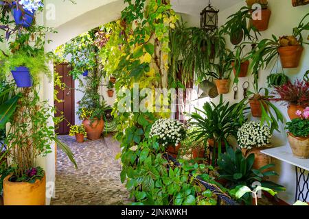 Typisch andalusischer Innenhof voller Pflanzen, Blumen und schattigen Bereichen. Cordoba Spanien. Stockfoto