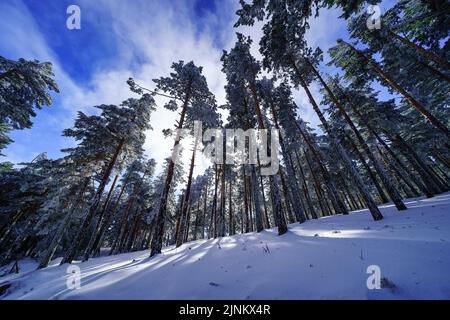 Schneebedeckter Kiefernwald mit hohen Bäumen und Sonnenstrahlen durch die Äste. Guadarrama Madrid. Stockfoto