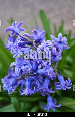 Blaue Hyazinthe mit weichen Blütenblättern und grünen Blättern, blühende Hyazinthe im Garten, blaue Frühlingsblumen, blaues Hyazinth Makro, Blumenfoto, Makrofoto Stockfoto