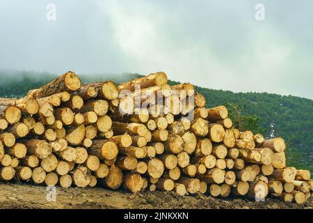 Stapel von großen geschnittenen Baumstämmen neben dem Berg großer Bäume. Stockfoto