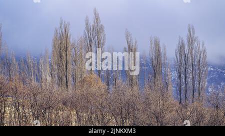 Friedliche Landschaft mit hohen Bäumen und hohen Bergen mit Morgennebel. Stockfoto