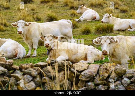 Weiße Kühe ruhen im grünen Gras neben einem Steinzaun. Segovia, Spanien. Stockfoto