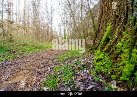Pfad zwischen heruntergefallenen Blättern auf dem Boden und moosbedeckten Baumstämmen. Stockfoto