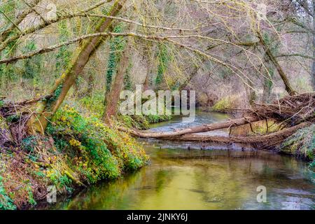 Blick auf den verzauberten Wald mit Bach, der an einem Herbsttag durch die Bäume fließt. Duraton, Spanien. Stockfoto