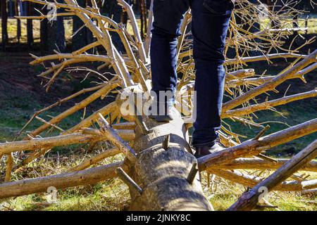 Mann, der auf einem großen umgestürzten Baum mitten im verzauberten Wald herumläuft. Stockfoto
