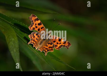 Comma Butterfly (Polygonia c-Album) auf Leaf Stockfoto