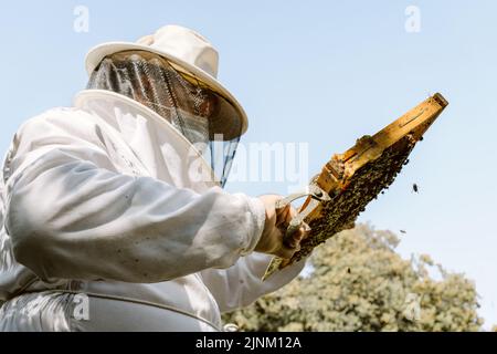 Imker, überprüfen, bewerten, Imker, Kontrollen, Bewertet Stockfoto