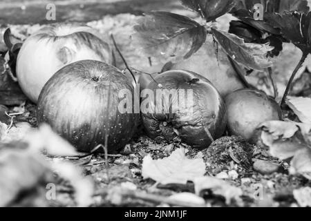 Faule Äpfel auf dem Boden in schwarz und weiß Stockfoto