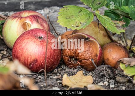 Faule und verfaulende Äpfel im Windfall Stockfoto