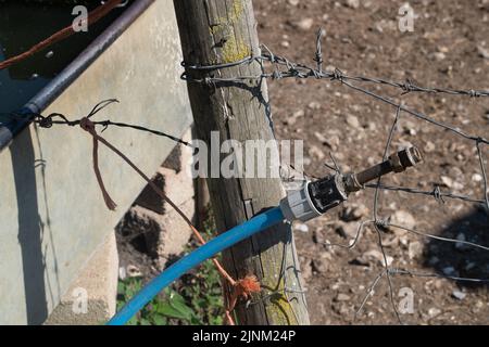 Northend, Oxfordshire, Großbritannien. 12.. August 2022. Wasserrinnen für Rinder auf der Hollowfield Farm. Im Dorf Northend, Oxfordshire, bleibt das Wasser der Themse noch erhalten. Die Wasserversorgung des Dorfes lief Anfang dieser Woche trocken, und das Wasser der Themse pumpt die Wasserversorgung der Bewohner mithilfe von Tanks. Einheimische sagen, dass dies schon einmal passiert ist und dass es mit der Infrastruktur des Wassers zu tun hat, das von der Themse aus dem nahegelegenen Stokenchurch Reservoir geliefert wird. Quelle: Maureen McLean/Alamy Live News Stockfoto