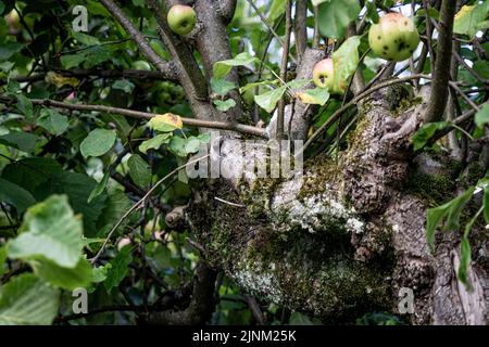 Knarriger Ast Gabel in einem alten Apfelbaum in einem sehr alten Obstgarten Stockfoto