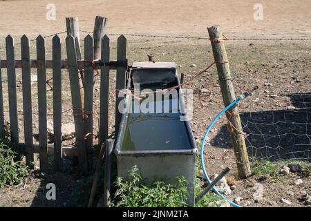 Northend, Oxfordshire, Großbritannien. 12.. August 2022. Wasserrinnen für Rinder auf der Hollowfield Farm. Im Dorf Northend, Oxfordshire, bleibt das Wasser der Themse noch erhalten. Die Wasserversorgung des Dorfes lief Anfang dieser Woche trocken, und das Wasser der Themse pumpt die Wasserversorgung der Bewohner mithilfe von Tanks. Einheimische sagen, dass dies schon einmal passiert ist und dass es mit der Infrastruktur des Wassers zu tun hat, das von der Themse aus dem nahegelegenen Stokenchurch Reservoir geliefert wird. Quelle: Maureen McLean/Alamy Live News Stockfoto