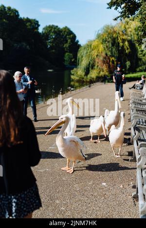 Pelicans, St James's Park, Westminster, London, Großbritannien Stockfoto