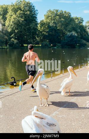 Pelicans, St James's Park, Westminster, London, Großbritannien Stockfoto