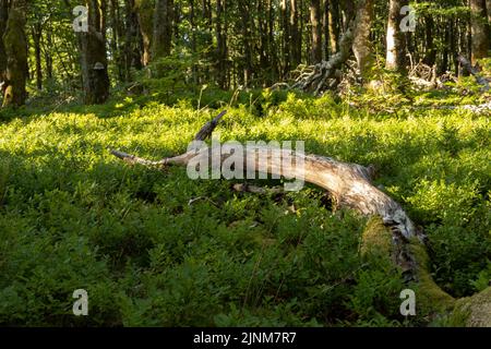 Vogesen Stockfoto