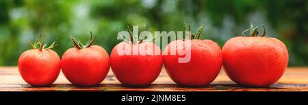 Frische, saftige Tomaten bedeckt mit Wassertropfen auf einem Holztisch Stockfoto