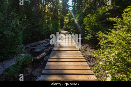 Pfad durch gemäßigten Regenwald. Kurvenreiche Promenade im National Park, British Columbia, Kanada. Niemand, selektiver Fokus, Reisefoto Stockfoto