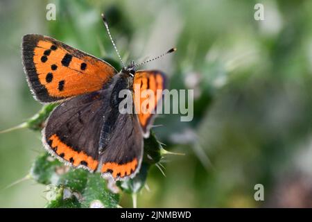 Kleiner Kupferschmetterling (Lycaena phlaeas), Kilkenny, Irland Stockfoto