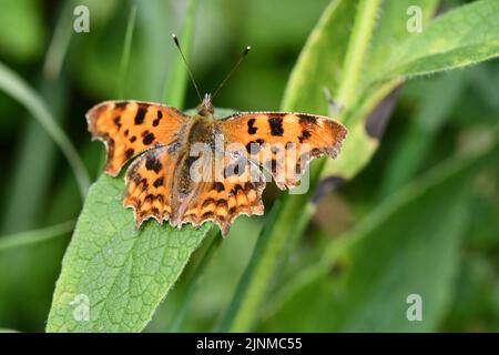 Comma (Polygonia c-Album) Butterfly, Kilkenny, Irland Stockfoto