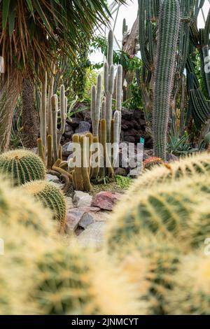 Verschiedene Kaktusarten in einem Botanischen Garten. Stockfoto