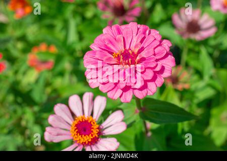 In einem Blumenbeet wachsen rosa Zinnia-Blüten, aus nächster Nähe. Postkarte, Sommerhintergrund. Stockfoto