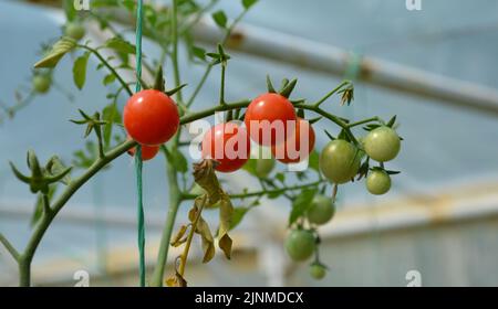 Schöne rote und grüne Tomaten, umgeben von grünen Blättern Stockfoto