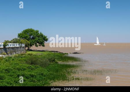 Segelboot im Fluss La Plata in Richtung Hafen Colonia del Sacramento in Colonia, Uruguay. Auf der linken Seite des Bildschirms sind einige Bäume zu sehen. Stockfoto