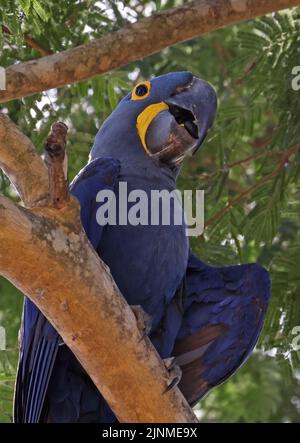 Hyazinthara (Anodorhynchus hyacinthus) Nahaufnahme eines Erwachsenen, der in einem Baum sitzt und Samen isst Pantanal, Brasilien Juli Stockfoto