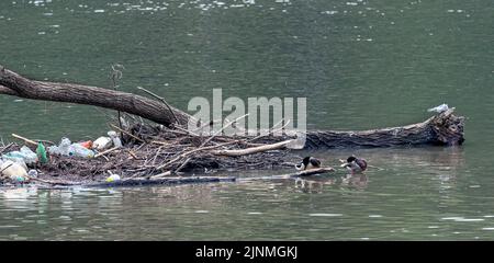 Nilgänse in einem verschmutzten Fluss Stockfoto