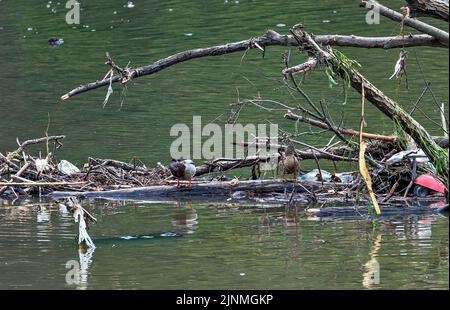 Nilgänse in einem verschmutzten Fluss Stockfoto