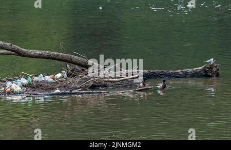 Nilgänse in einem verschmutzten Fluss Stockfoto